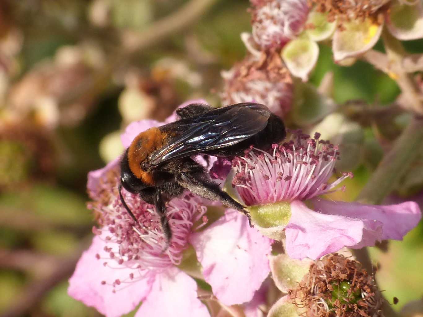 Andrena bicolor? No. Femmina di Andrena thoracica